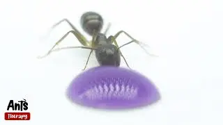 What Happens When Ant Sees a Drop of Purple Liquid Candy