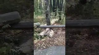 СУРОВЫЙ УРАЛЬСКИЙ ЛЕС
