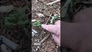 OOPS! Silly SWISS CHARD Sprouted in a Garden Path #backyardgardening #zone8b #afterthestorm