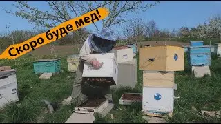 ✅ VLOG ➤ Чим я замаюсь на пасіці? ➤  Місяць Квітень