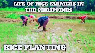 RICE PLANTING || WITNESS THE LIFE OF RICE FARMERS IN THE PHILIPPINES EP 2