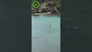 Касатки проплыли мимо
