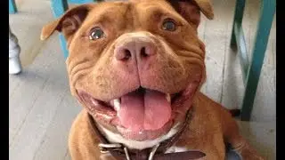 Питбуль тоже бывает Смешным / Pit bull, too, is Funny