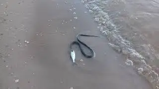 Змея на Гавриловой Поляне.
