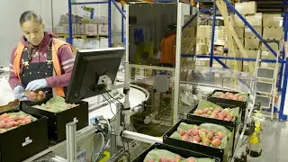 Machine Learning: Using Algorithms to Sort Fruit