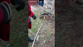 Спасение собаки 