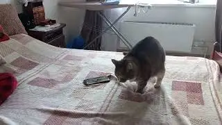 Забавная кошка. Реакция кошки на птичек в телефоне