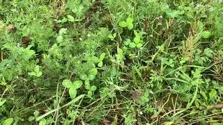 Выращивание клевера на семена. Борьба с сорняками.