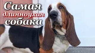Собака с самыми длинными ушами-Бассет-хаунд/Dog with the longest ears