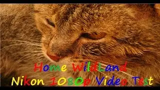 Wildlands | Nikon CoolPix l840 1080p Video Test