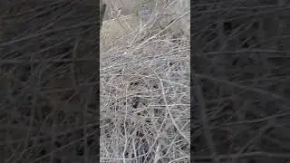 Трактор & доски (белорус)