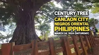 A side trip travel to Century Tree of Canlaon City, Negros Oriental