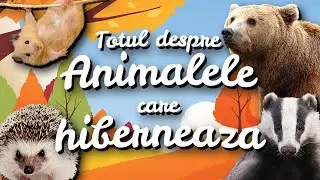 🐻 Totul despre animalele care hibernează | Povestirile Paulei🌺
