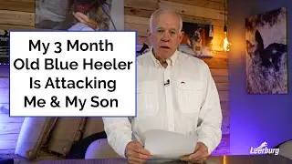 My 3-Month-Old Blue Heeler is Attacking Me & My Son