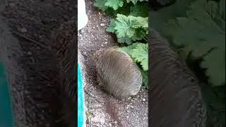 Догло жил рядом с котами 😉
