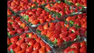 Получил посылку с рассадой клубники!