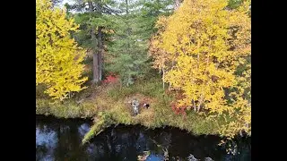 И снова мохтарь (елец) клюёт как с пулемёта.