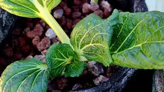 Let's talk, Bok-choy! #diy #gardeningtips #gardens#tucson #hydroponics