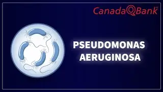 Pseudomonas Aeruginosa: Infections, Diagnosis & Treatment | Microbiology High-Yield | CanadaQBank