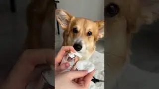 🤩Beauty Day ☀️ Corgi Care 🐶 #dog #animals #shorts
