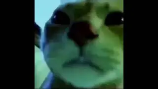 Cat knows how to throw a mean party
