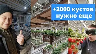 // КЛУБНИКА ЗИМОЙ // ЗАЧЕМ МЫ СТРОИМ ЕЩЕ ОДНУ СИТИФЕРМУ?