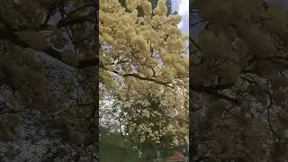 Summer Flowers - Sri Lanka, Peradeniya