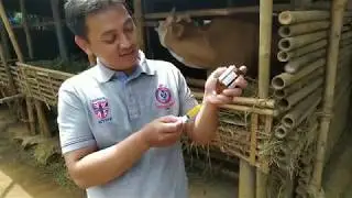Suntik vitamin untuk sapi baru agar nafsu makan dan stamina tidak menurun