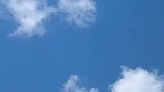 them birds