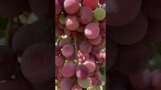 50 XIL NAVDAGI UZUM KOʻCHATLARI KUZGA TAYOR HOLATDA #rec #uzbekistan #fruit #oltiariq #shortvideo