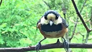 ヤマガラの鳴き声特集：威嚇・地鳴き・合図・甘え・機嫌が悪い・謎の鳴き声　とりのる