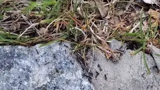 ants and what not