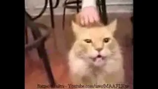 Говорящий кот