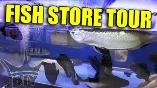 MONSTER AQUARIUM - fish store tour