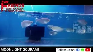 Moonlight Gouramis