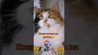 СМЕШНЫЕ КОШКИ / ПРИКОЛЫ С КОШКАМИ