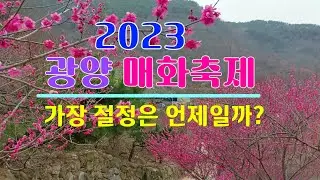 2023 광양 매화마을 매화축제,  언제가 절정일까(3월1일 개화상태)