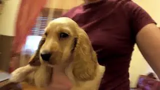 Lillo, il mio cucciolo (cocker spaniel)
