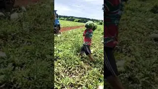 Погрузка 🍉🍉🍉