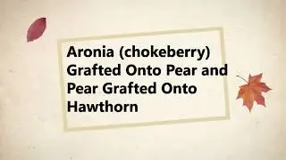 Aronia (chokeberry) Grafted Onto Pear And Pear grafted Onto Hawthorn