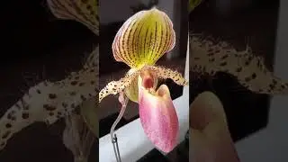 paph. Vanguard.