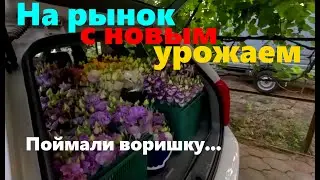 #218 Поймали воришку. Начали второй срез цветов. Секрет молодости мамы