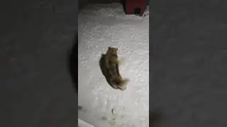 Танец Портоса)