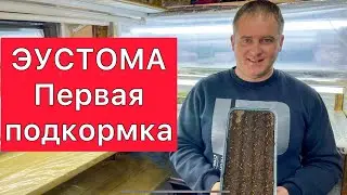 Эустома - первая подкормка