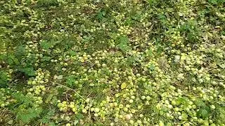 Лесная яблоня. Осень. 15 сентября.