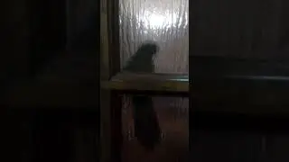 Пиррура Проша услышав меня сразу к стёклам прилипает