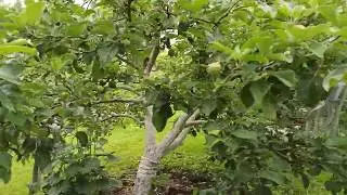 Дача, 5 июля 2020 г