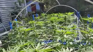 Multiple strains in flower!! [southbaygenetics BK Cookies & Obama OG] Bingus mile week 2 flower