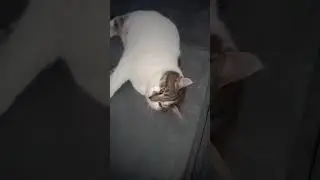 НОВЫЙ ЭДИТ С КОТОМ МИТЯЕМ 😎😸😺😻🐱(ЗВУК НЕ МОЙ)