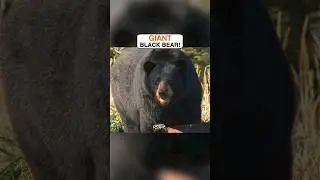 How much do you think this bear weighs?! #animals #bears #bigboy